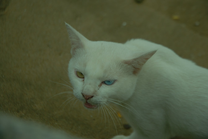 - -   ŵһ