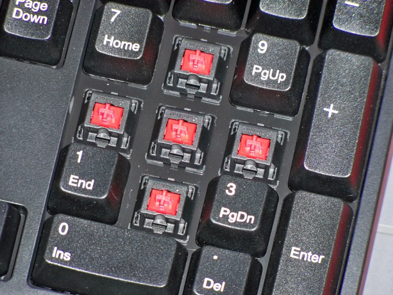 ��ɭ���е�һ��ɧZowie Celeritas ����