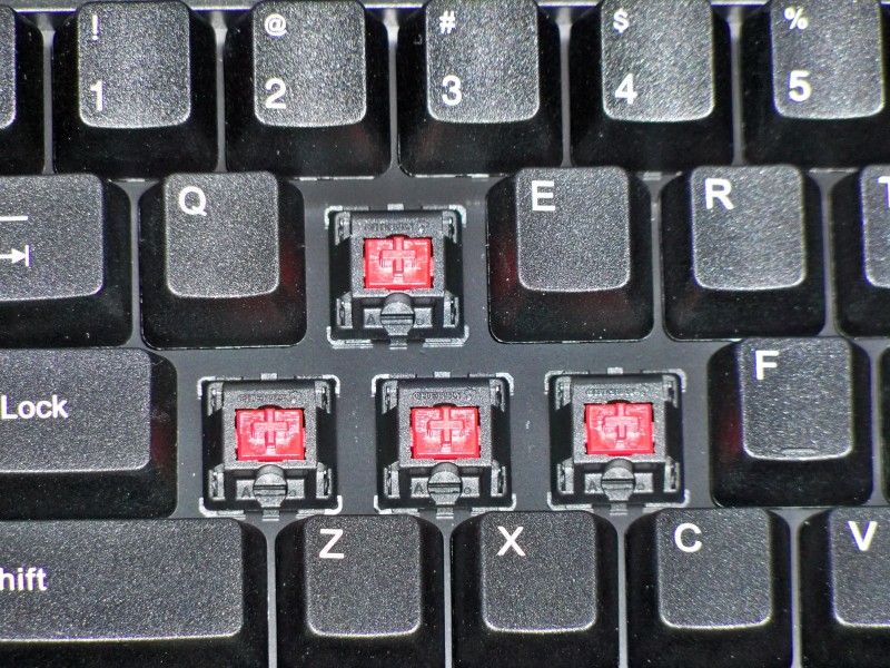 ��ɭ���е�һ��ɧZowie Celeritas ����