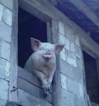 ����Ѱ��ǧ�ٶȡ�����Ȼ����