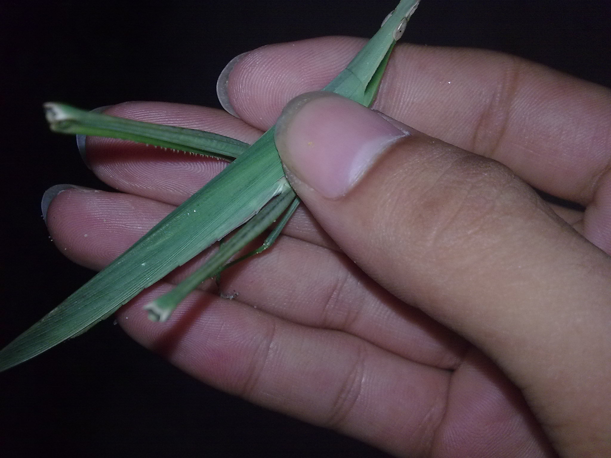 �ֵ��ǣ��Ƽ�ЩӢ�ĸ����