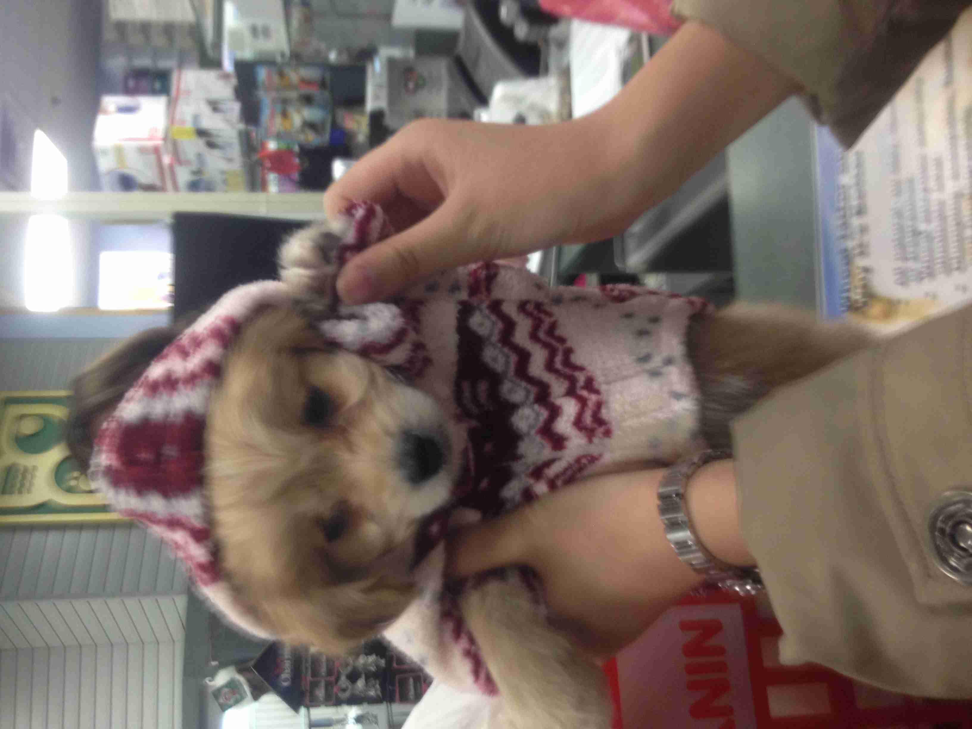 �¹����ħ����ɫ����һֻpuppy