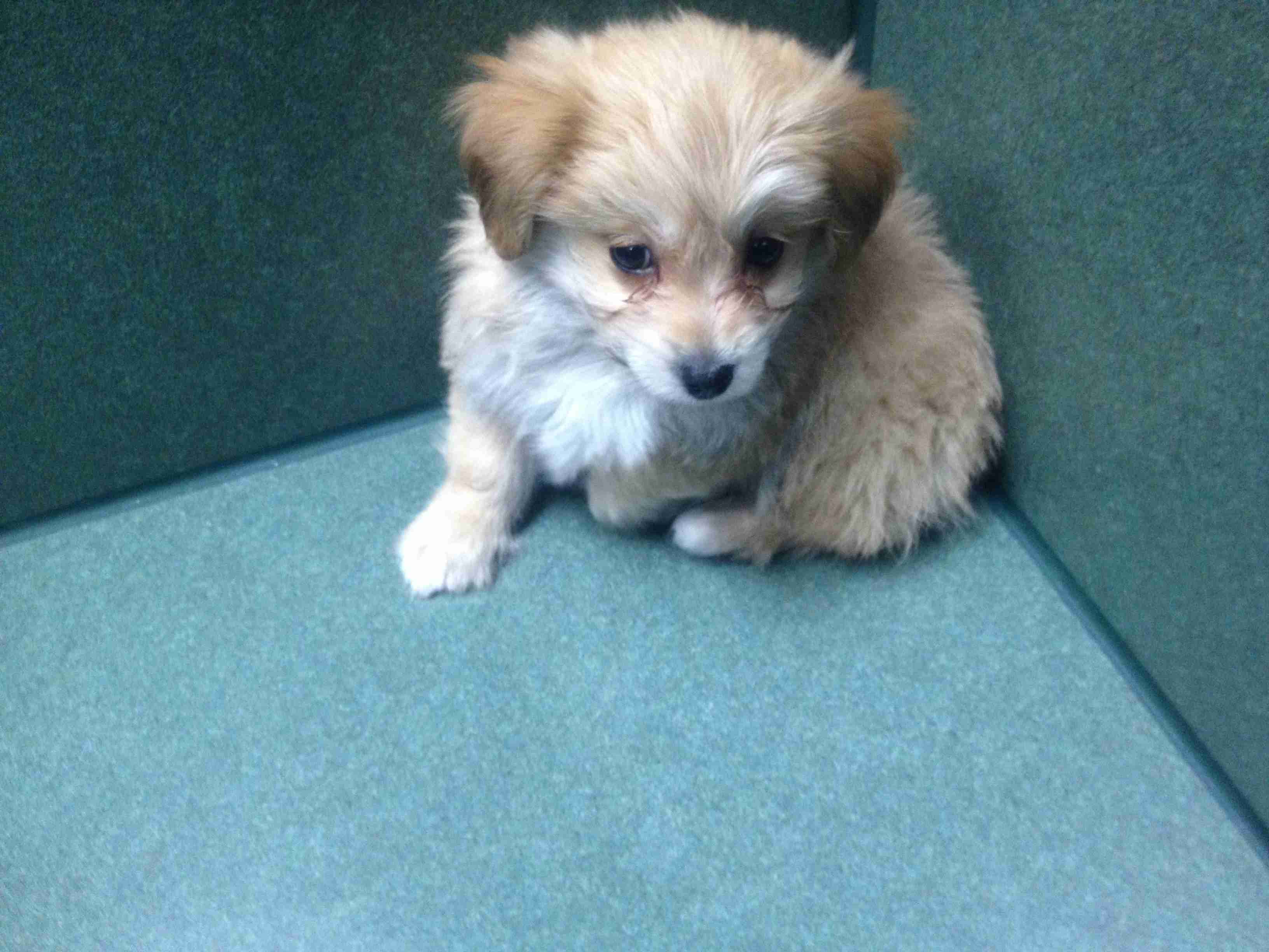 �¹����ħ����ɫ����һֻpuppy
