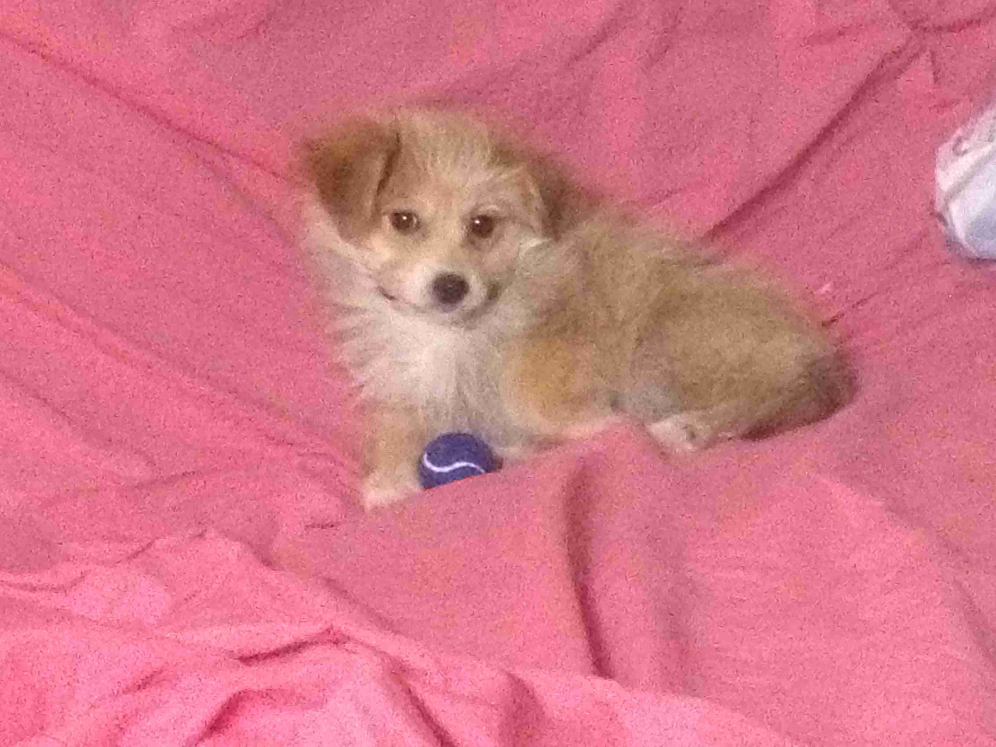 �¹����ħ����ɫ����һֻpuppy