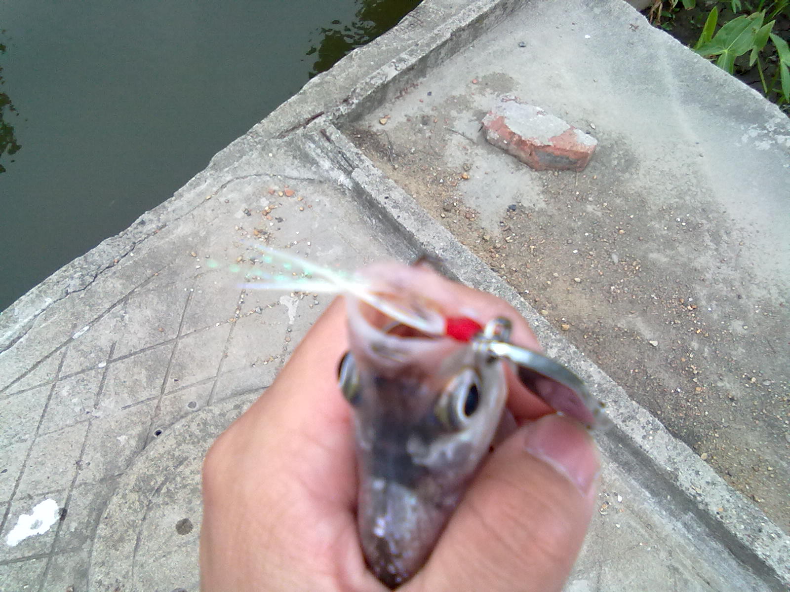 20110602089.jpg