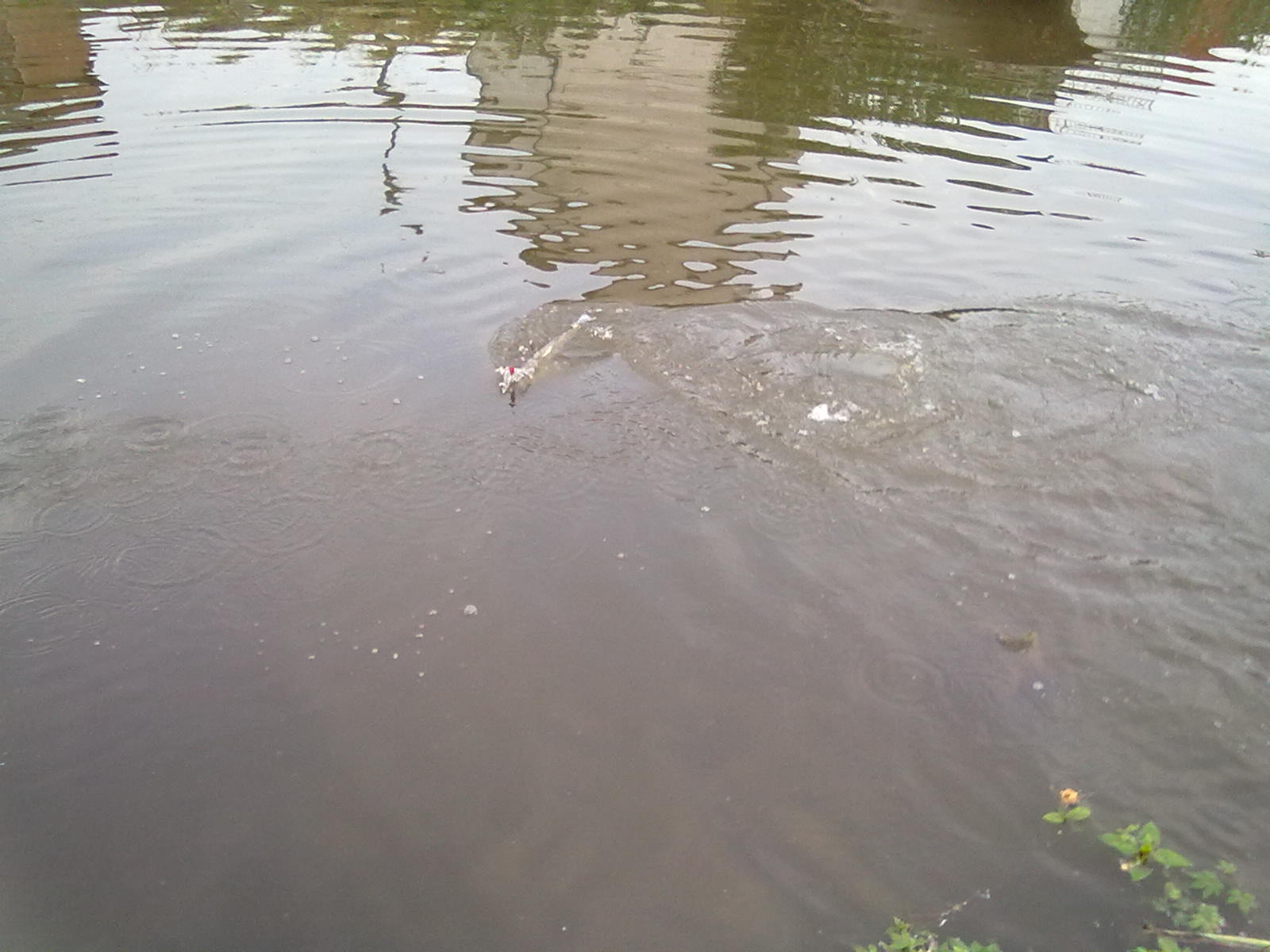 20110515064.jpg