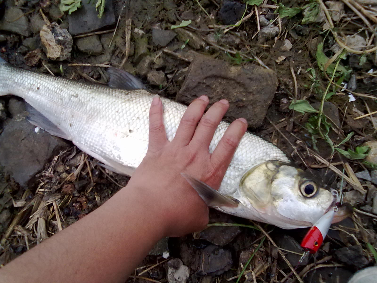20110515067.jpg