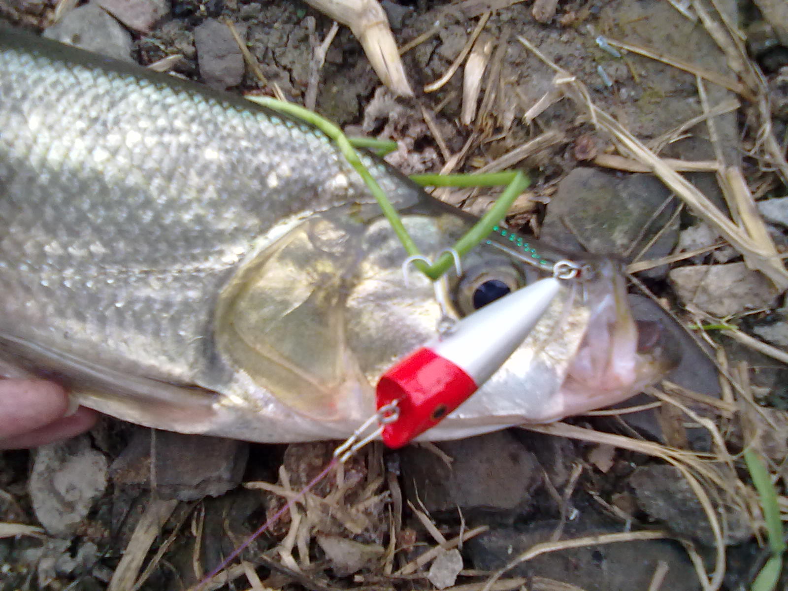 20110515066.jpg