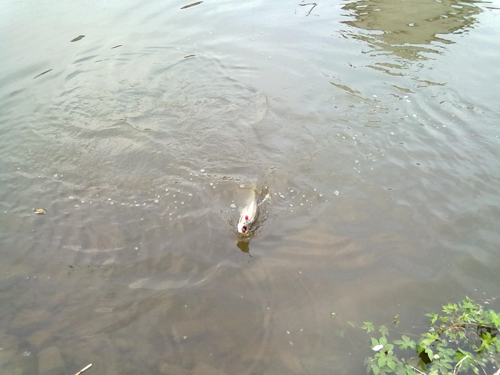 20110515065.jpg