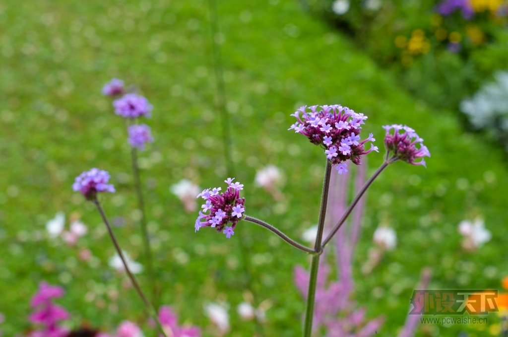 DSC_9419.jpg
