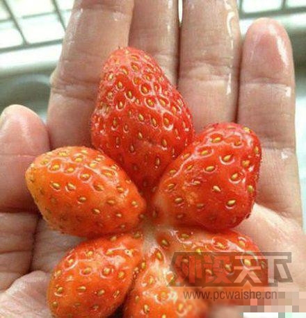 草莓也有多胞胎的哦