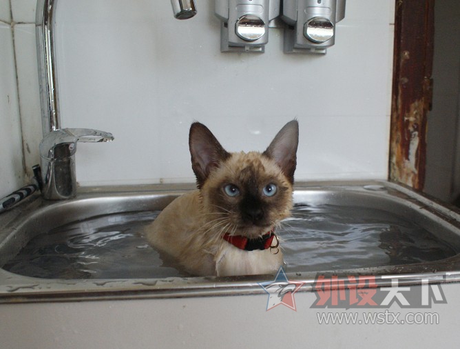 【外设+萌宠】一人 一猫  一外设  一个家  仅此而已