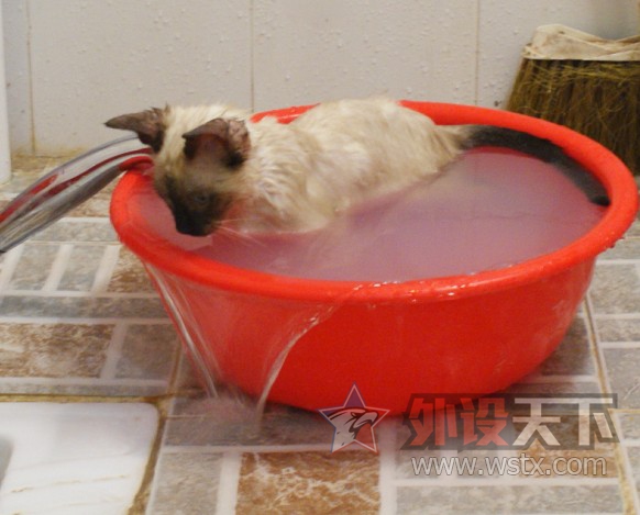 【外设+萌宠】一人 一猫  一外设  一个家  仅此而已
