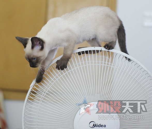 【外设+萌宠】一人 一猫  一外设  一个家  仅此而已