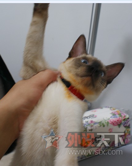 【外设+萌宠】一人 一猫  一外设  一个家  仅此而已