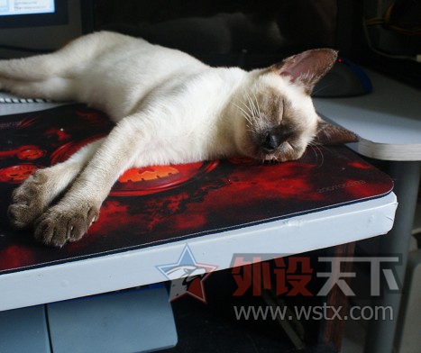 【外设+萌宠】一人 一猫  一外设  一个家  仅此而已