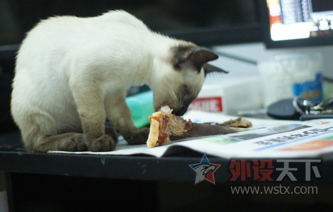 【外设+萌宠】一人 一猫  一外设  一个家  仅此而已