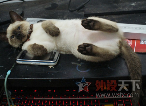 【外设+萌宠】一人 一猫  一外设  一个家  仅此而已