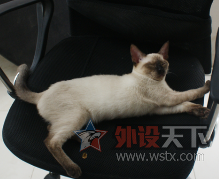 【外设+萌宠】一人 一猫  一外设  一个家  仅此而已