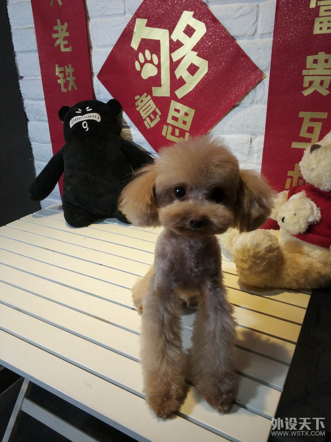 【春节福利】旺一年 狗年晒狗赢外设