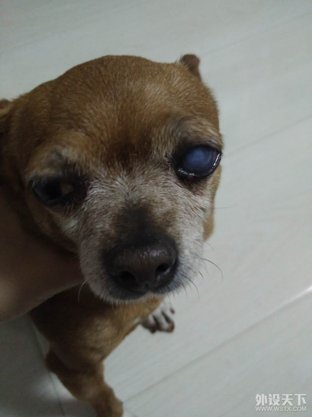 【春节福利】旺一年 狗年晒狗赢外设