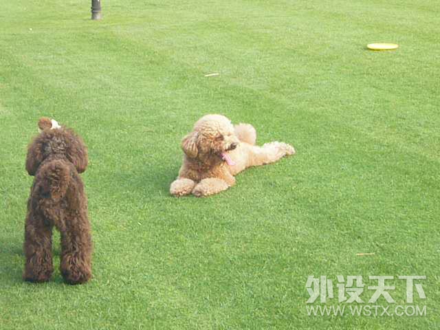 【春节福利】旺一年 狗年晒狗赢外设