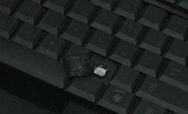 关于黑腹狼蛛的一个问题想请问